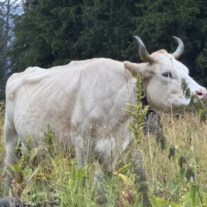 Alpkäse Rederten Schwyz